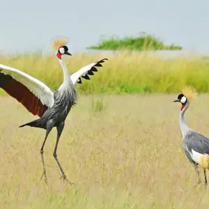 Explore 20 days Birding Holiday in Uganda for 20 days with Primate World Safaris (U) Ltd and discover unforgettable experiences - Photo 9