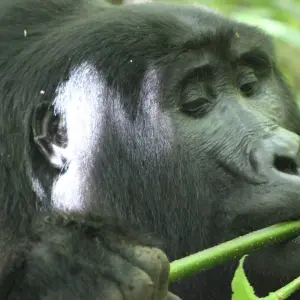 Explore 4 days Luxury Gorilla Tracking Safari by Road for 4 days with Primate World Safaris (U) Ltd and discover unforgettable experiences - Photo 8