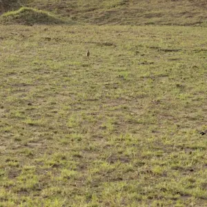 Explore 8 days Samburu & Masai Mara Safari for 8 days with Primate World Safaris (U) Ltd and discover unforgettable experiences - Photo 2