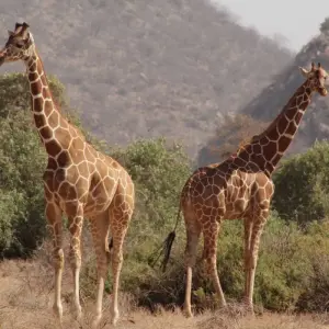 Explore 4 days Masai Mara Safari Express for 4 days with Primate World Safaris (U) Ltd and discover unforgettable experiences - Photo 5