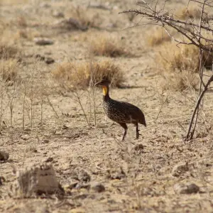 Explore 4 days Samburu Express Safari in Kenya for 4 days with Primate World Safaris (U) Ltd and discover unforgettable experiences - Photo 3