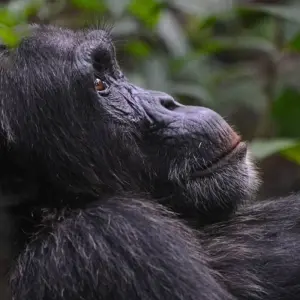 Explore 5 days Uganda Gorillas and Wildlife Safari for 5 days with Primate World Safaris (U) Ltd and discover unforgettable experiences - Photo 9