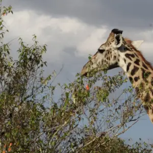 Explore 4 days Masai Mara Luxury Wildlife Safari for 4 days with Primate World Safaris (U) Ltd and discover unforgettable experiences - Photo 3