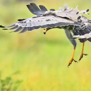 Explore 20 days Birding Holiday in Uganda for 20 days with Primate World Safaris (U) Ltd and discover unforgettable experiences - Photo 10