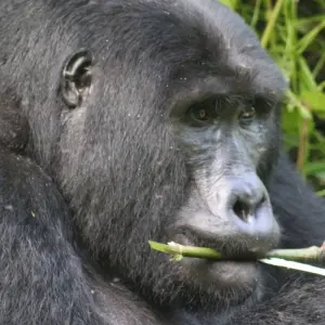 Explore 4 days Luxury Gorilla Tracking Safari by Road for 4 days with Primate World Safaris (U) Ltd and discover unforgettable experiences - Photo 9