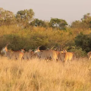 Explore 8 days Samburu & Masai Mara Safari for 8 days with Primate World Safaris (U) Ltd and discover unforgettable experiences - Photo 3