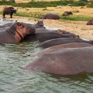 Explore 4 days Murchison Falls Luxury Wildlife Safari for 4 days with Primate World Safaris (U) Ltd and discover unforgettable experiences - Photo 9