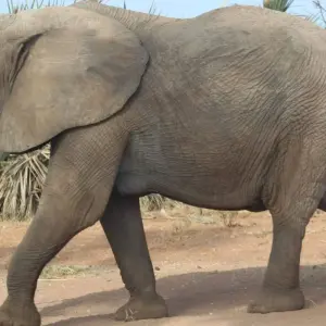 Explore 4 days Masai Mara Safari Express for 4 days with Primate World Safaris (U) Ltd and discover unforgettable experiences - Photo 6