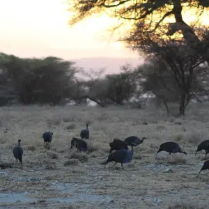 Explore 4 days Samburu Express Safari in Kenya for 4 days with Primate World Safaris (U) Ltd and discover unforgettable experiences - Photo 4