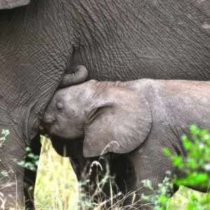 Explore 5 days Uganda Gorillas and Wildlife Safari for 5 days with Primate World Safaris (U) Ltd and discover unforgettable experiences - Photo 10