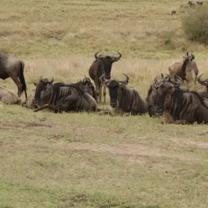 Explore 4 days Masai Mara Luxury Wildlife Safari for 4 days with Primate World Safaris (U) Ltd and discover unforgettable experiences - Photo 4