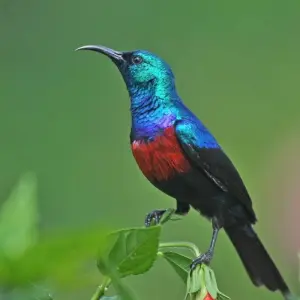 Explore 20 days Birding Holiday in Uganda for 20 days with Primate World Safaris (U) Ltd and discover unforgettable experiences - Photo 11