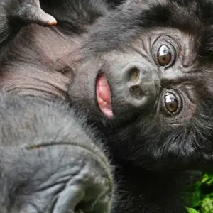 Explore 4 days Luxury Gorilla Tracking Safari In Uganda (Fly-in) for 4 days with Primate World Safaris (U) Ltd and discover unforgettable experiences - Photo 11