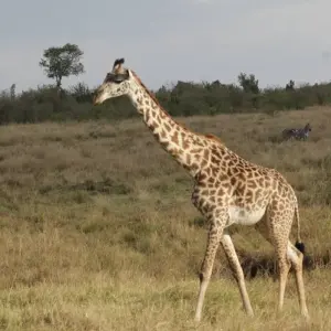 Explore 7 days Ngorongoro and Serengeti Explorer Luxury Safari for 7 days with Primate World Safaris (U) Ltd and discover unforgettable experiences - Photo 2