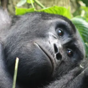 Explore 4 days Luxury Gorilla Tracking Safari by Road for 4 days with Primate World Safaris (U) Ltd and discover unforgettable experiences - Photo 10