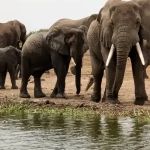 Explore 4 days Murchison Falls Luxury Wildlife Safari for 4 days with Primate World Safaris (U) Ltd and discover unforgettable experiences - Photo 10