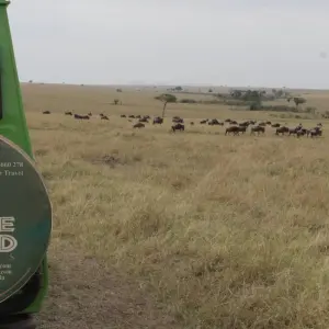 Explore 8 days Samburu & Masai Mara Safari for 8 days with Primate World Safaris (U) Ltd and discover unforgettable experiences - Photo 4