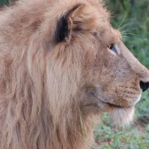 Explore All Inclusive Uganda Family Safari for 12 days with Primate World Safaris (U) Ltd and discover unforgettable experiences - Photo 11