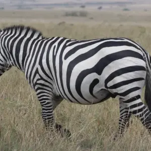 Explore 4 days Samburu Express Safari in Kenya for 4 days with Primate World Safaris (U) Ltd and discover unforgettable experiences - Photo 5