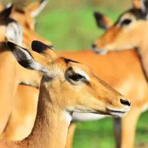 Explore 5 days Uganda Gorillas and Wildlife Safari for 5 days with Primate World Safaris (U) Ltd and discover unforgettable experiences - Photo 11