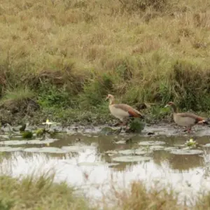Explore 4 days Masai Mara Luxury Wildlife Safari for 4 days with Primate World Safaris (U) Ltd and discover unforgettable experiences - Photo 5