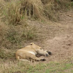 Explore 7 days Ngorongoro and Serengeti Explorer Luxury Safari for 7 days with Primate World Safaris (U) Ltd and discover unforgettable experiences - Photo 3