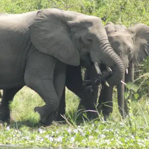 Explore 4 days Samburu Express Safari in Kenya for 4 days with Primate World Safaris (U) Ltd and discover unforgettable experiences - Photo 6