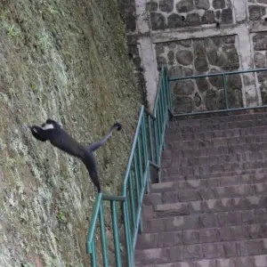 Explore 10 days Classic Rwanda Safari for 10 days with Primate World Safaris (U) Ltd and discover unforgettable experiences - Photo 2