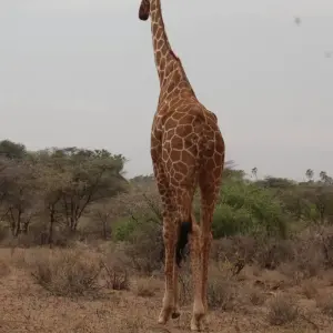 Explore 7 days Masai Mara Family Adventure for 7 days with Primate World Safaris (U) Ltd and discover unforgettable experiences - Photo 4