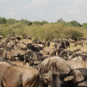 Explore 4 days Masai Mara Luxury Wildlife Safari for 4 days with Primate World Safaris (U) Ltd and discover unforgettable experiences - Photo 6