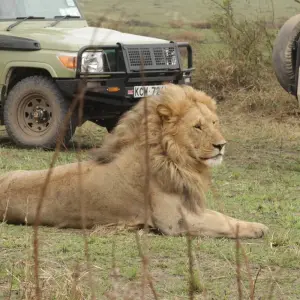 Explore 7 days Ngorongoro and Serengeti Explorer Luxury Safari for 7 days with Primate World Safaris (U) Ltd and discover unforgettable experiences - Photo 4