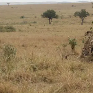 Explore 8 days Samburu & Masai Mara Safari for 8 days with Primate World Safaris (U) Ltd and discover unforgettable experiences - Photo 6