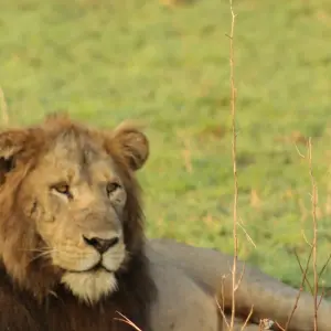 Explore 4 days Samburu Express Safari in Kenya for 4 days with Primate World Safaris (U) Ltd and discover unforgettable experiences - Photo 7