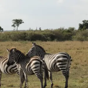 Explore 4 days Masai Mara Luxury Wildlife Safari for 4 days with Primate World Safaris (U) Ltd and discover unforgettable experiences - Photo 7