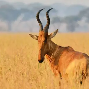 Explore 7 days Ngorongoro and Serengeti Explorer Luxury Safari for 7 days with Primate World Safaris (U) Ltd and discover unforgettable experiences - Photo 5