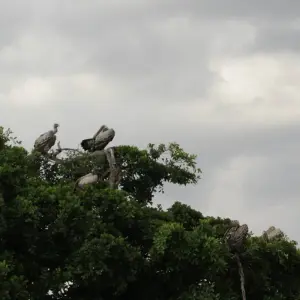 Explore 8 days Samburu & Masai Mara Safari for 8 days with Primate World Safaris (U) Ltd and discover unforgettable experiences - Photo 7