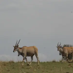 Explore 4 days Masai Mara Luxury Wildlife Safari for 4 days with Primate World Safaris (U) Ltd and discover unforgettable experiences - Photo 8