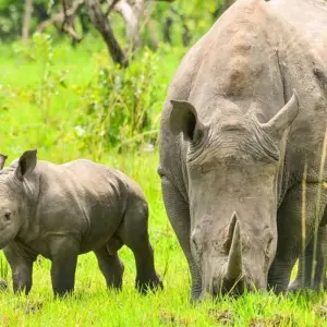 Explore 7 days Ngorongoro and Serengeti Explorer Luxury Safari for 7 days with Primate World Safaris (U) Ltd and discover unforgettable experiences - Photo 6