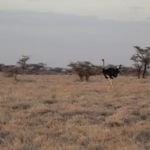 Explore 7 days Masai Mara Family Adventure for 7 days with Primate World Safaris (U) Ltd and discover unforgettable experiences - Photo 6