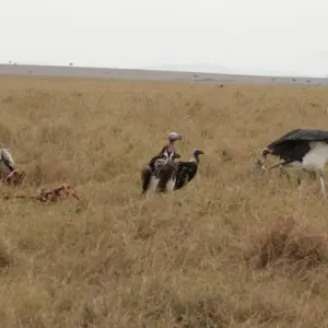 Explore 8 days Samburu & Masai Mara Safari for 8 days with Primate World Safaris (U) Ltd and discover unforgettable experiences - Photo 8