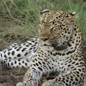 Explore 4 days Samburu Express Safari in Kenya for 4 days with Primate World Safaris (U) Ltd and discover unforgettable experiences - Photo 9