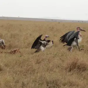 Explore 4 days Masai Mara Luxury Wildlife Safari for 4 days with Primate World Safaris (U) Ltd and discover unforgettable experiences - Photo 9