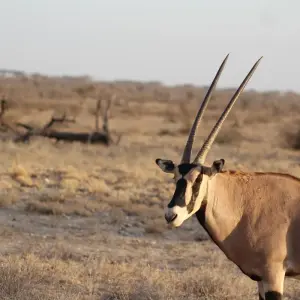 Explore 7 days Masai Mara Family Adventure for 7 days with Primate World Safaris (U) Ltd and discover unforgettable experiences - Photo 7