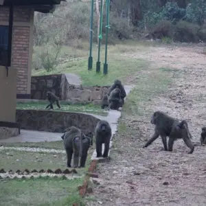 Explore 10 days Classic Rwanda Safari for 10 days with Primate World Safaris (U) Ltd and discover unforgettable experiences - Photo 6