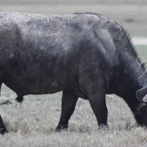 Explore 7 days Masai Mara Family Adventure for 7 days with Primate World Safaris (U) Ltd and discover unforgettable experiences - Photo 9