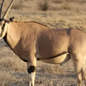 Explore 7 days Masai Mara Family Adventure for 7 days with Primate World Safaris (U) Ltd and discover unforgettable experiences - Photo 10
