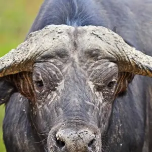 Explore 14 days Ultimate Uganda Luxury Safari for 14 days with Primate World Safaris (U) Ltd and discover unforgettable experiences - Photo 2