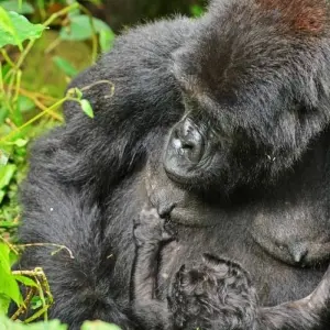 Explore 3 Days Rwanda Gorilla Trekking Safari. for 3 days with Primate World Safaris (U) Ltd and discover unforgettable experiences - Photo 2