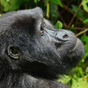 Explore 3 days Gorilla Tracking Safari in Uganda for 3 days with Primate World Safaris (U) Ltd and discover unforgettable experiences - Photo 3