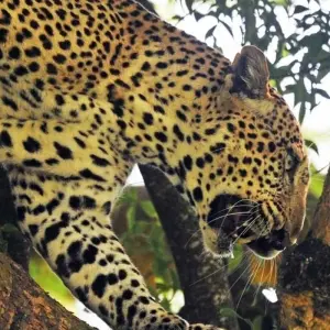 Explore 14 days Ultimate Uganda Luxury Safari for 14 days with Primate World Safaris (U) Ltd and discover unforgettable experiences - Photo 3